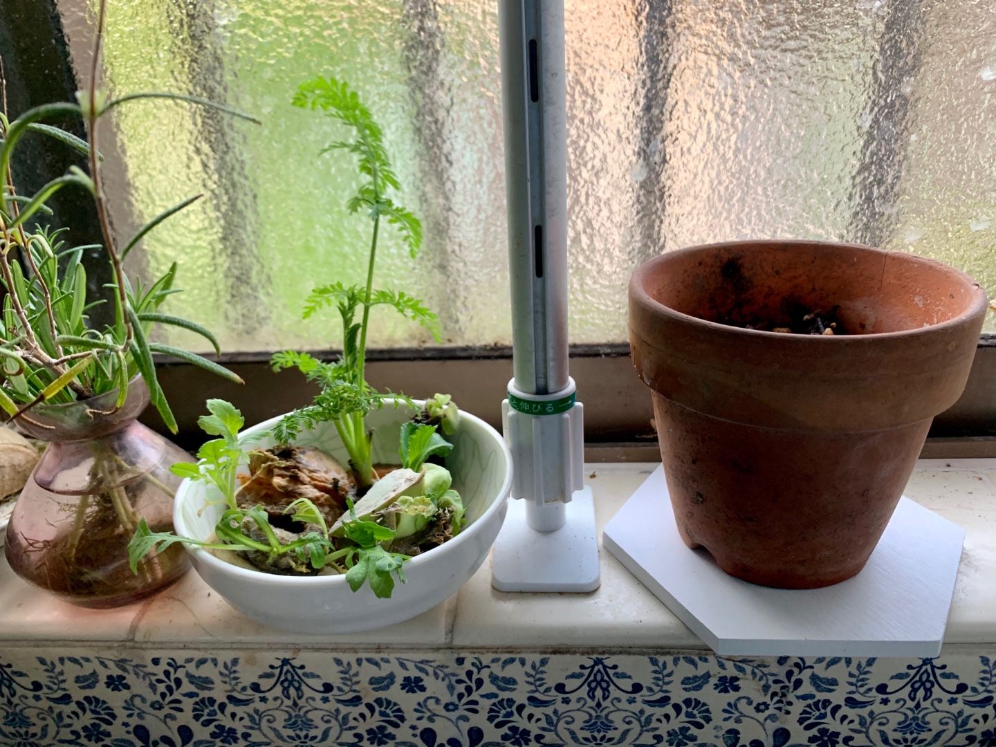 バジル 桔梗咲き朝顔の種まきしました セントポーリアの葉挿しの水栽培から出てきた新芽を バジルの種まきした鉢に植えてみました Music Land 私の庭の花たち 楽天ブログ