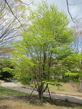 新緑１２桂の木.jpg