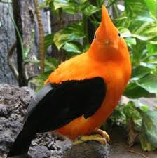 アンデスイワドリ