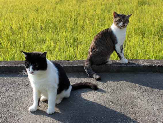 我が家のニャンコ♪2013/11/20-2