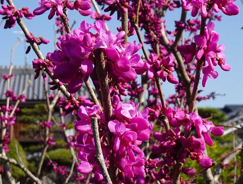4ページ目の 今咲いている花 Gazengamaのブログ 散歩中に出合った花と趣味の陶芸作品 楽天ブログ
