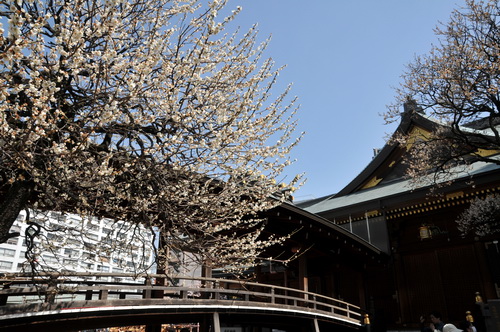 yushima_ume2013f.jpg