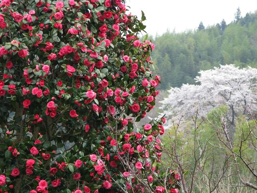 4月17日の庭 借景 2