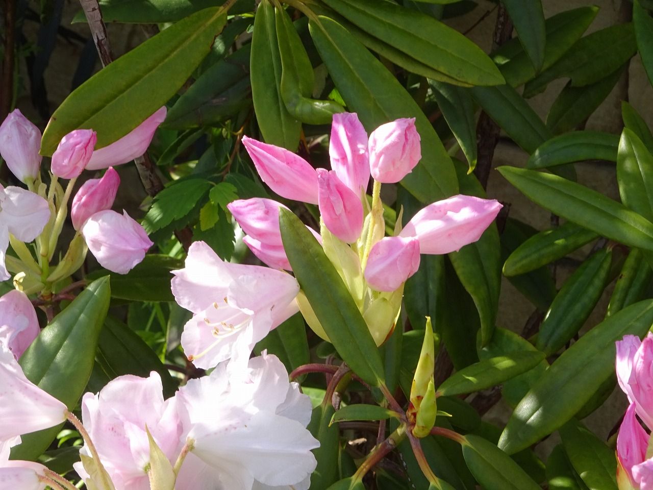 ４月６日 今日の一花 その２ シャクナゲ 石楠花 Gazengamaのブログ 散歩中に出合った花と趣味の陶芸作品 楽天ブログ