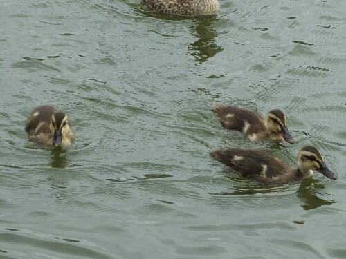 小池公園にて