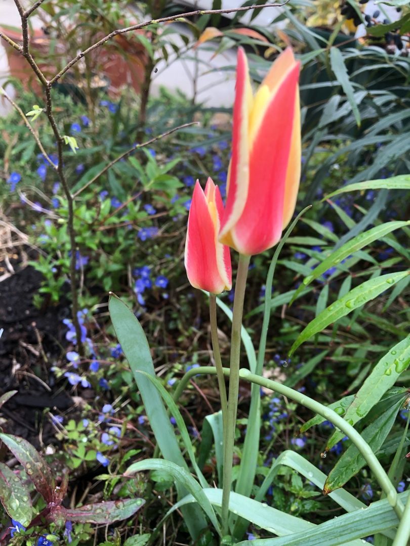 原種チューリップ クレマチスの小庭 楽天ブログ