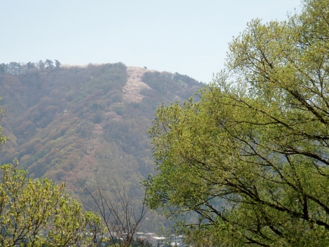 光城山