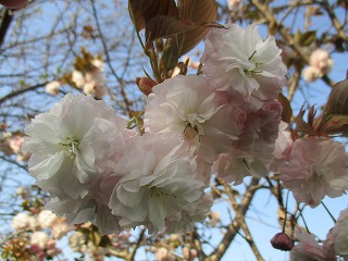 IMG_9797ss.jpg