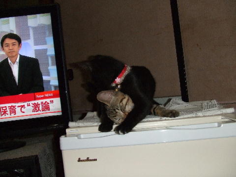 猫9.JPG