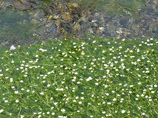 P1070124ss.jpg