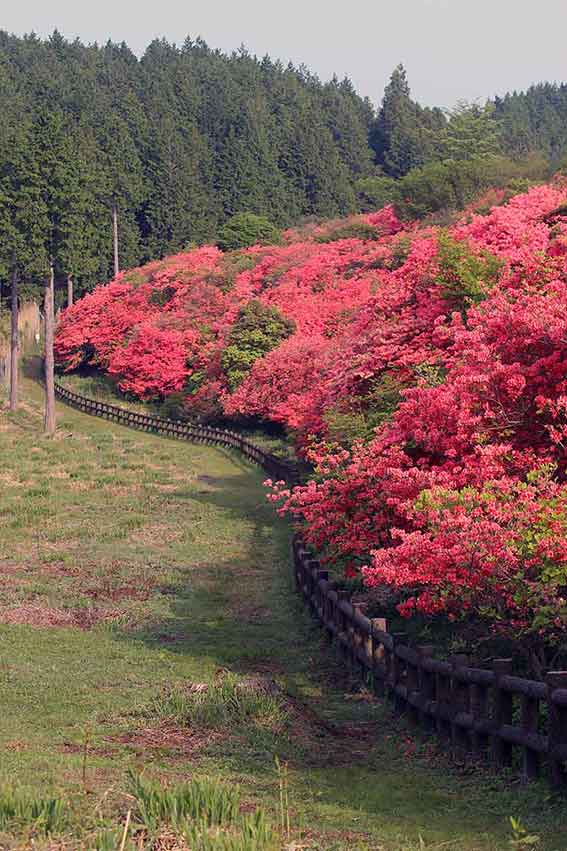 船窪つつじ公園-10