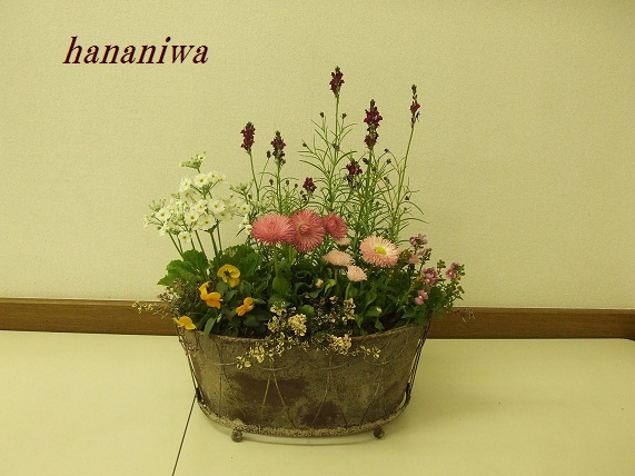 アンティークポットの寄せ植え１.JPG
