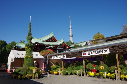 亀戸天神社 菊まつり