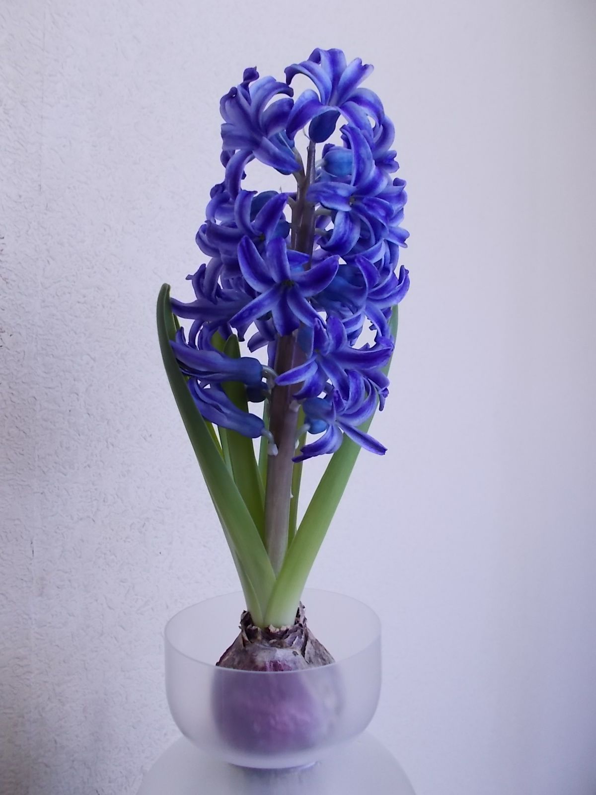 ヒヤシンスが見頃です バラを咲かせることが好き 楽天ブログ