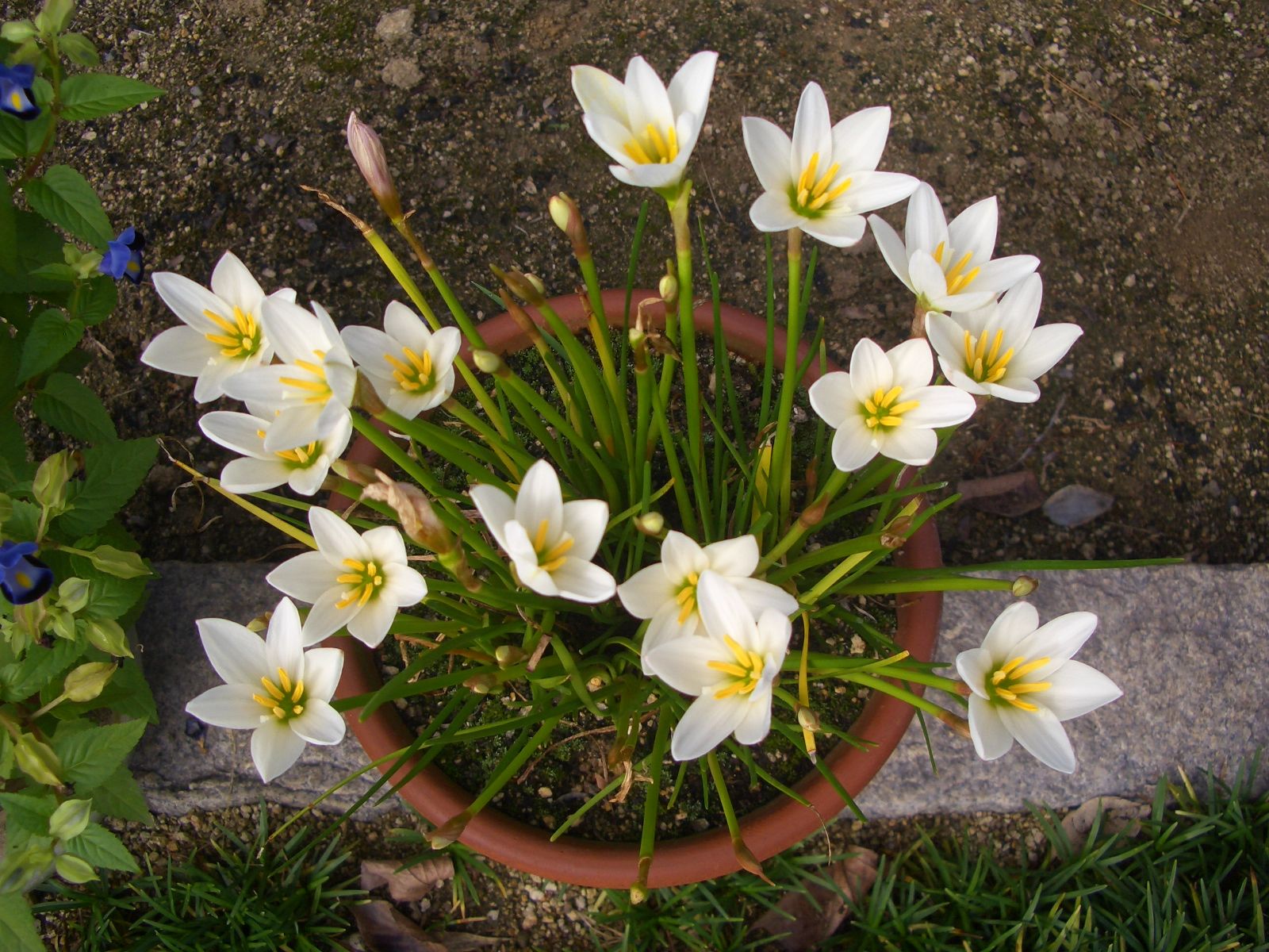 玉すだれ満開でも彼岸花は咲かない 古民家ライフスタイル 楽天ブログ