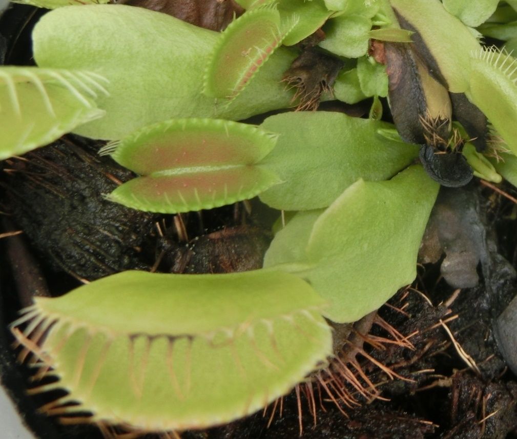 ヤノネボンテンカ ハエトリソウ だい のひとりごと 楽天ブログ