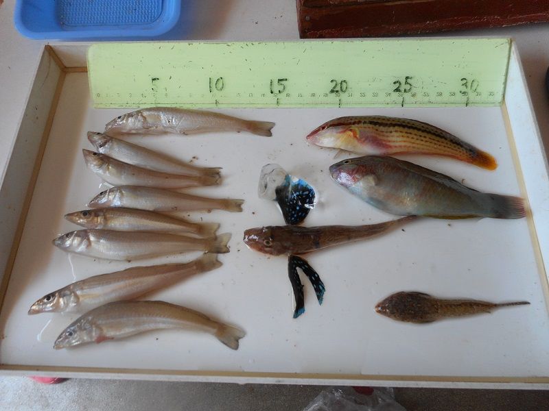 色々な種類の魚が釣れました 神戸 須磨海岸の釣果情報 吉川釣具店 楽天ブログ