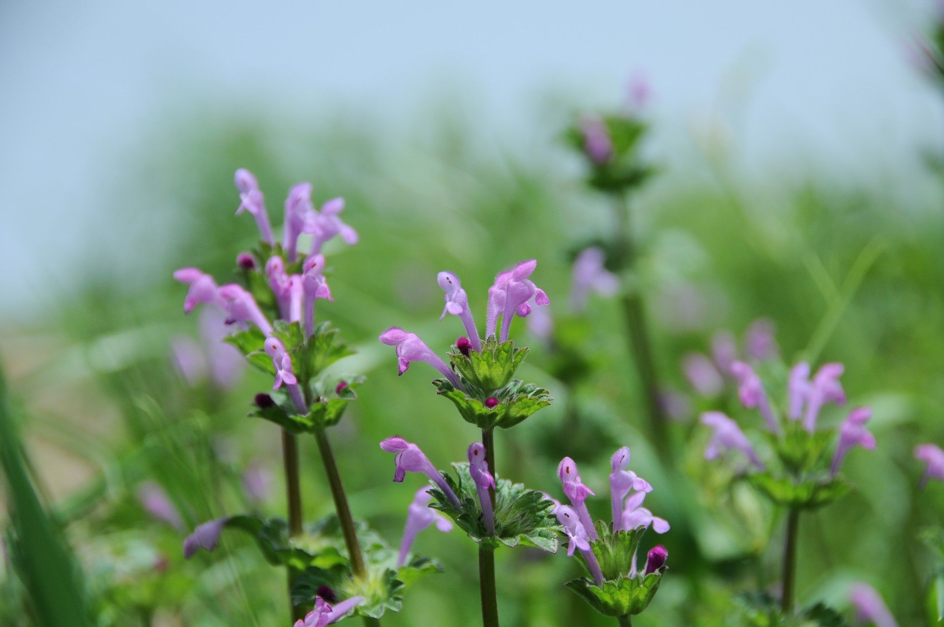 散歩中に見られる野草  プリザ hana 花 ガーデン - 楽天ブログ