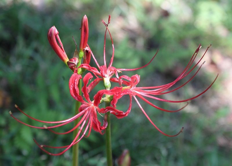 彼岸花 片栗の花 楽天ブログ