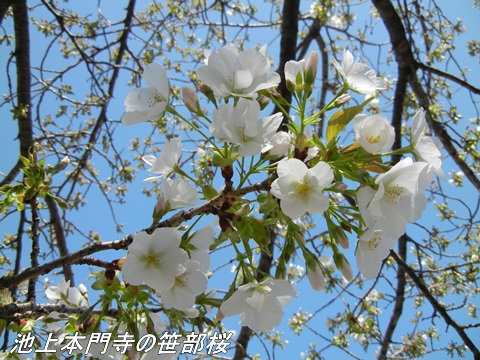 池上本門寺とその周辺の桜