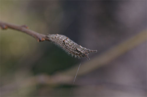 ゴマダラチョウの幼虫