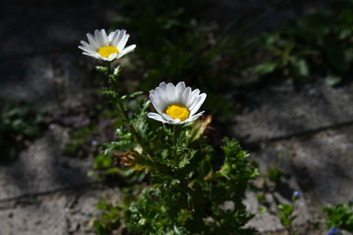 マーガレット　28.3.22-3_edited-1.jpg