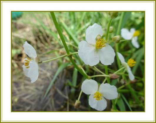 令和３年９月15日 沢瀉や写す水面に見とれおり 花の歳時記 天南星の魅力 山野草 楽天ブログ