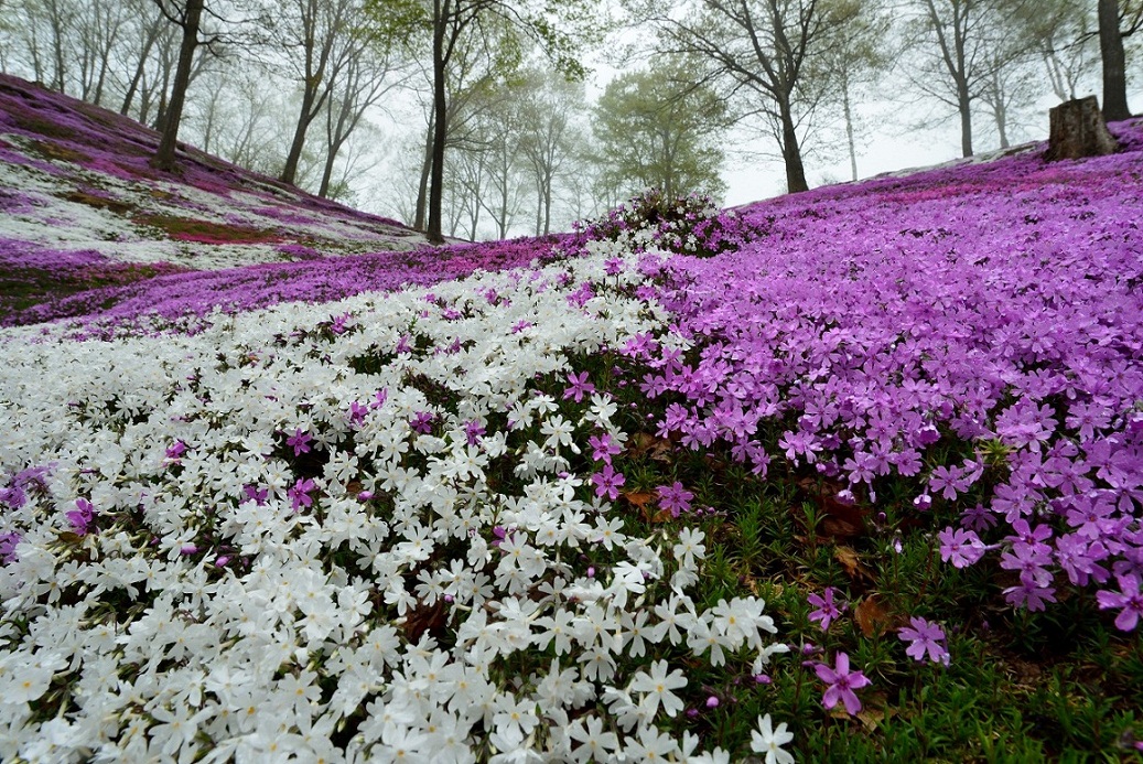 オホーツク　大空町　東藻琴　芝桜公園　芝桜　２