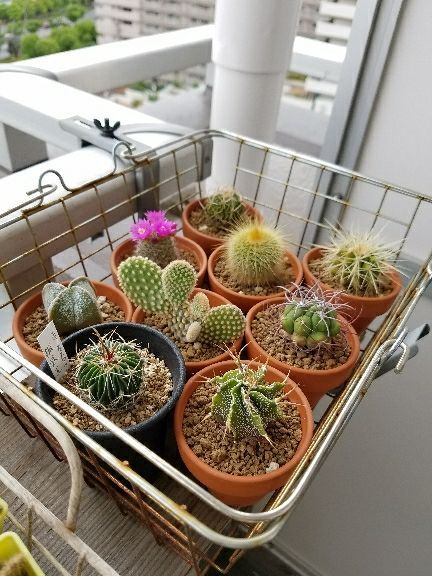 15ページ目の サボテン デルオの多肉日記 楽天ブログ