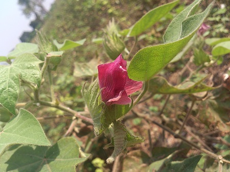 赤く染まって閉じる花
