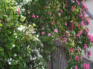 P1070037_R.JPG