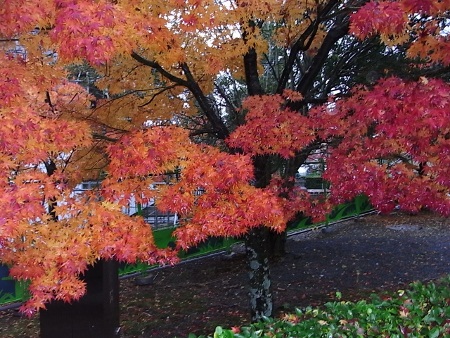 京都旅行 048 (450x338).jpg