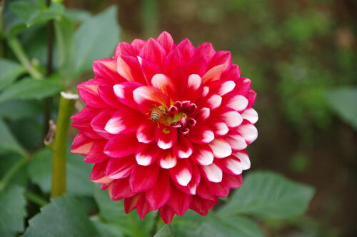 神代植物公園のダリア