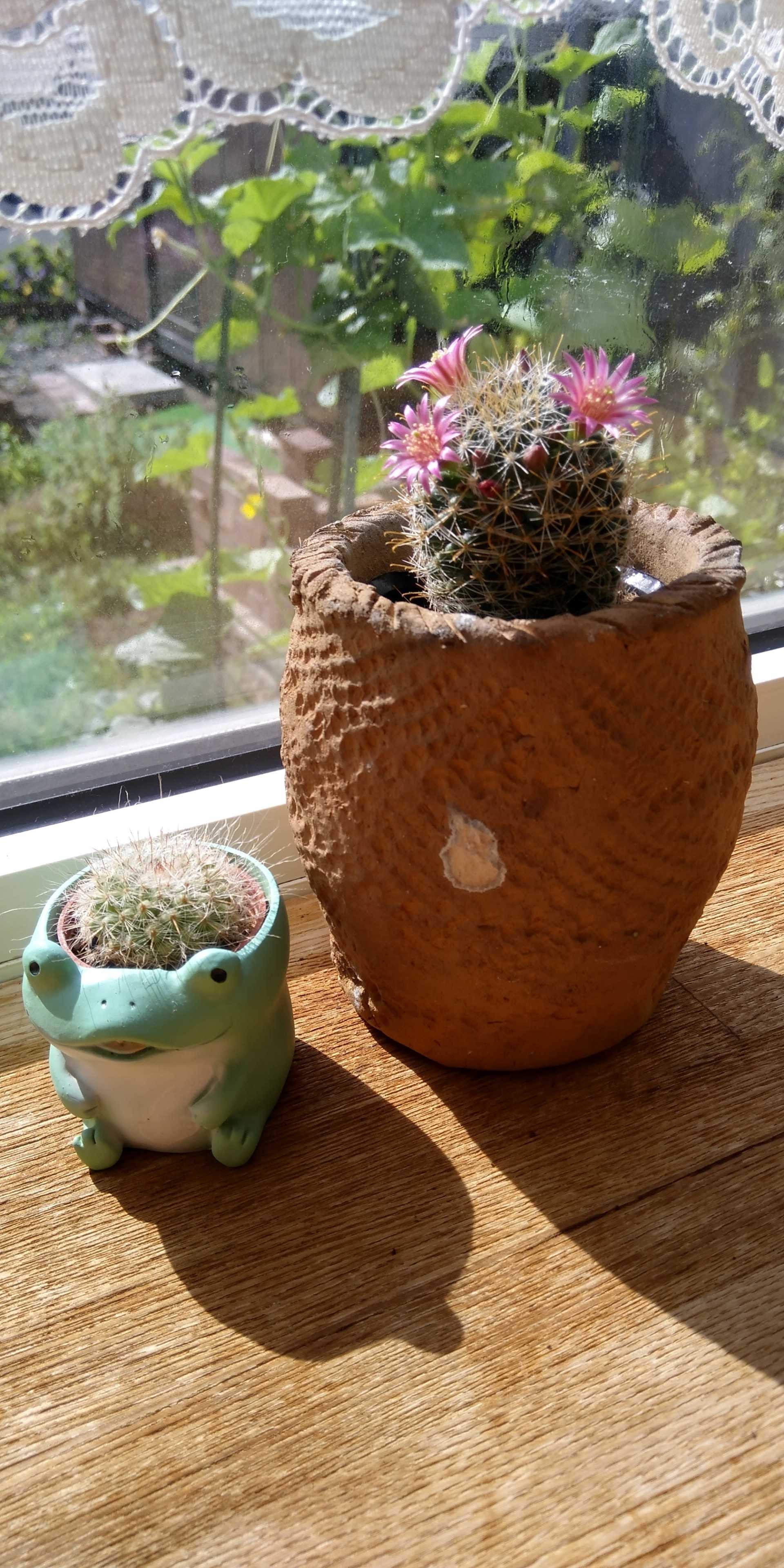 名前も知らない元気なサボテン 陶工房ゆめみの 楽天ブログ