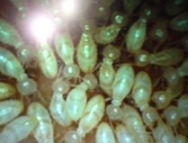 白蟻　10.19　2013　2