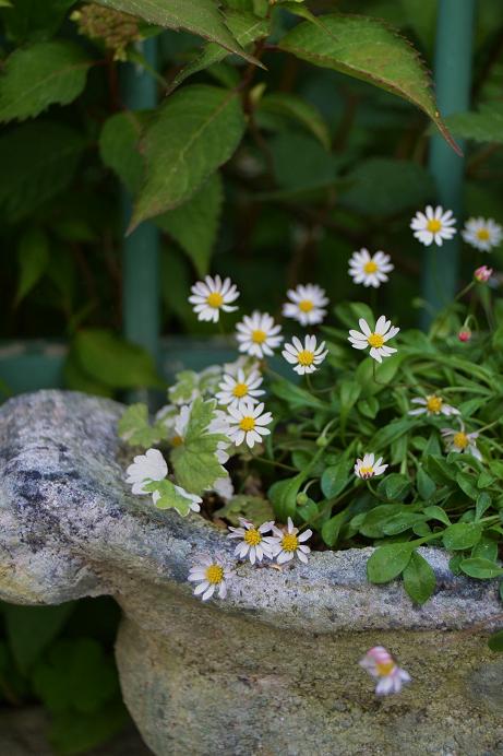 DSC_0483.JPG