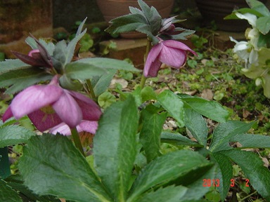 DSC00882.JPG