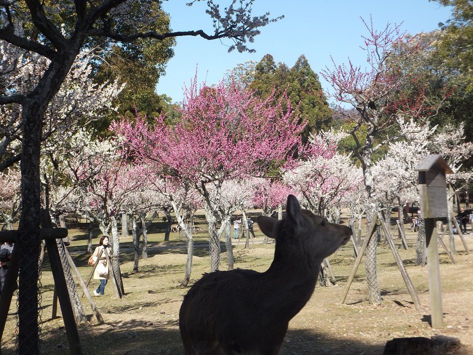 18年の梅行脚 ２ 奈良公園の梅の花 リュウちゃんの懐メロ人生 楽天ブログ