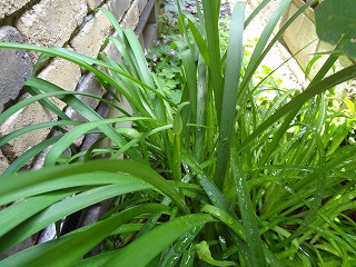 DSC01458.jpg