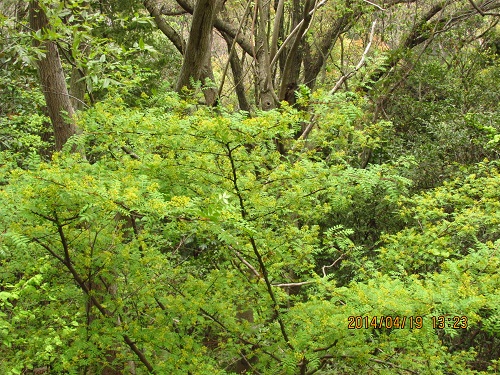 サンショウ（山椒）の花