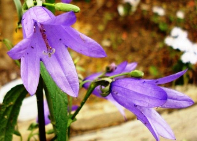 旗竿桔梗の花 花と蕎麦とリハビリと 楽天ブログ