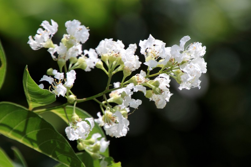 花博記念公園_004.jpg
