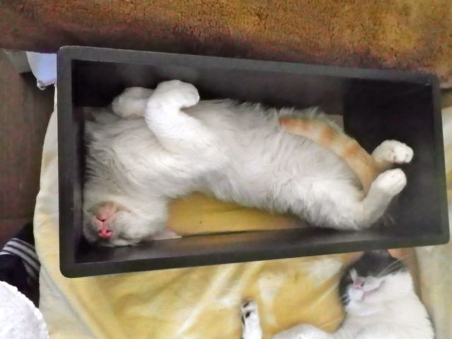 猫