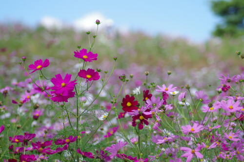 花の丘のコスモス