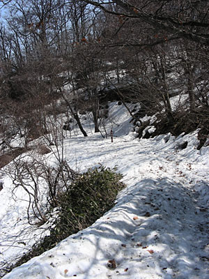 函館山　旧登山道（六号目辺り；下りに使ったルート）　2012年4月