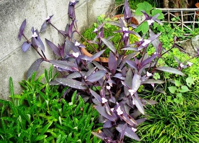 紫御殿の花 花と蕎麦とリハビリと 楽天ブログ