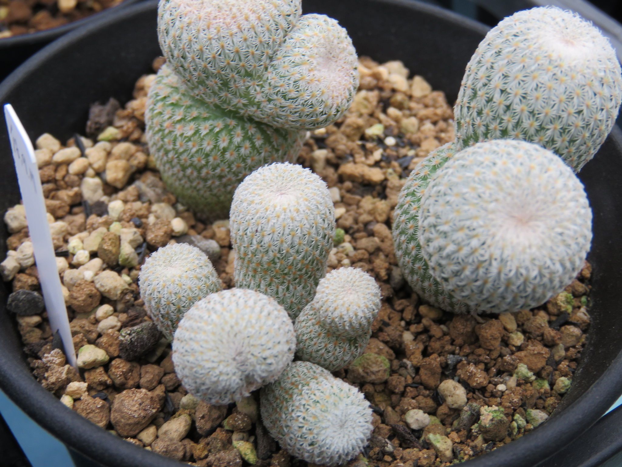 その他サボテン の記事一覧 びびるタニサボ達 楽天ブログ