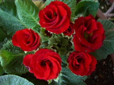 バラ咲きジュリアン