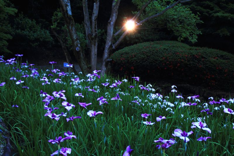菖蒲園_004.jpg