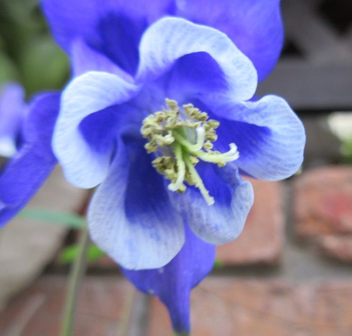 オダマキの一重とダブル3種類の西洋オダマキ 青のお花 狭い庭を花いっぱいにする育て方 楽天ブログ